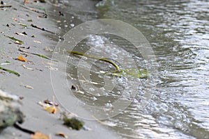Algae on the sandy beach. Selective focus. Shallow depth of field