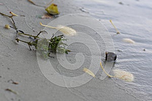Algae on the sandy beach. Selective focus. Shallow depth of field