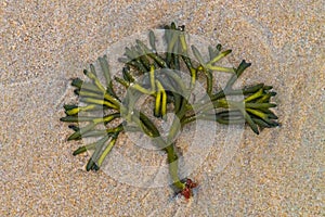 Algae seaweed displayed in the sand resembling a tree