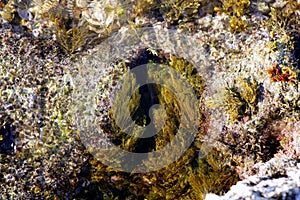 Algae, seaweed from Mediterranean sea shore