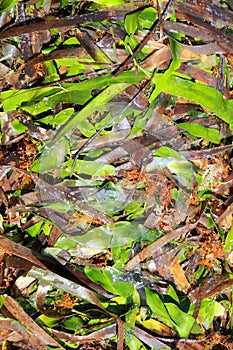 Algae seaweed posidonia oceanica dried and green photo