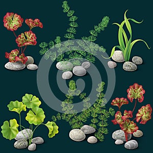 Algae set on dark background