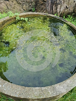 Algae sludge floating on the overflow concrete well ring surface