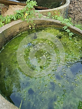 Algae sludge floating on the overflow concrete well ring surface