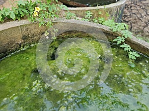 Algae sludge floating on the overflow concrete well ring surface