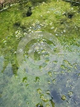 Algae sludge floating on the overflow concrete well ring surface