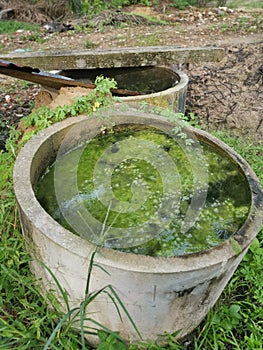 Algae sludge floating on the overflow concrete well ring surface