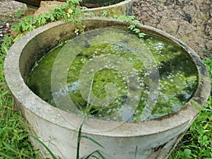 Algae sludge floating on the overflow concrete well ring surface