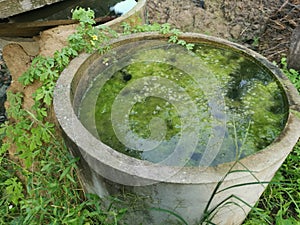 Algae sludge floating on the overflow concrete well ring surface