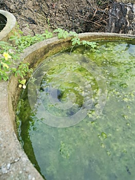 Algae sludge floating on the overflow concrete well ring surface