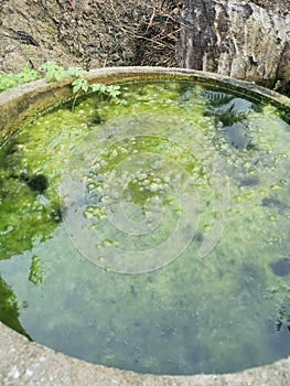 Algae sludge floating on the overflow concrete well ring surface