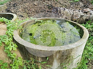 Algae sludge floating on the overflow concrete well ring surface