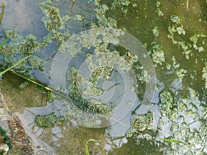 Algae sludge floating on the puddle surface