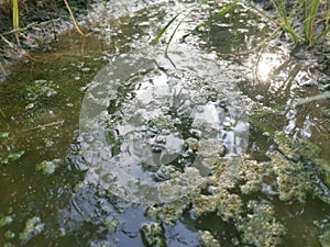 Algae sludge floating on the puddle surface