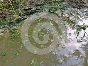 Algae sludge floating on the puddle surface