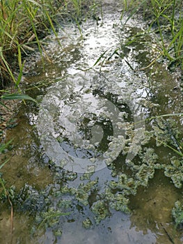 Algae sludge floating on the puddle surface