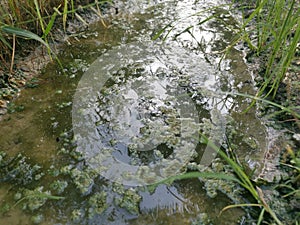 Algae sludge floating on the puddle surface