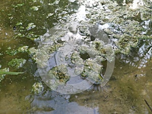 Algae sludge floating on the puddle surface