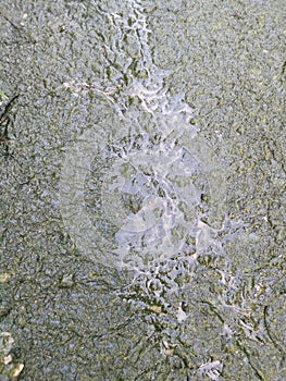 Algae sludge floating on the puddle surface