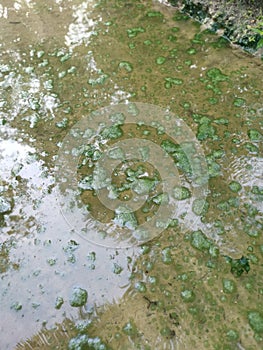 Algae sludge floating on the puddle surface