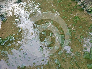 Algae sludge floating on the puddle surface