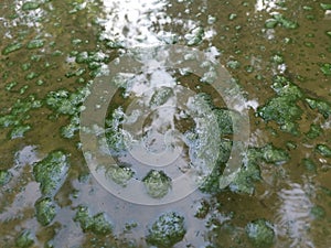 Algae sludge floating on the puddle surface