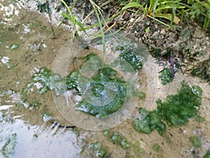 Algae sludge floating on the puddle surface