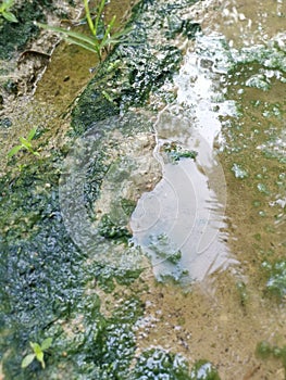 Algae sludge floating on the puddle surface