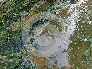 Algae sludge floating on the puddle surface