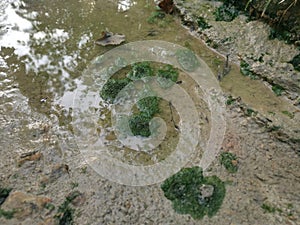 Algae sludge floating on the puddle surface