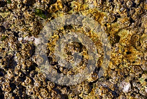 Algae on stone texture