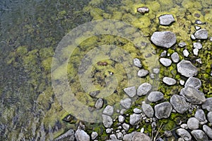 Algae and stones