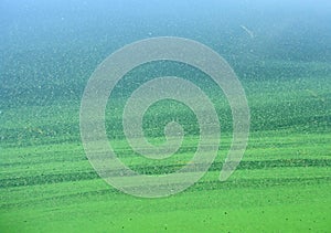 Algae Stripes in Still Water