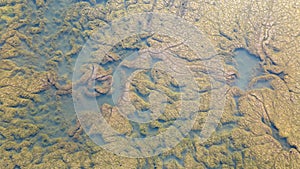 Algae structure in the water, algae, invasion of dark green weeds and mystical landscapes