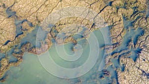 Algae structure in the water, algae, invasion of dark green weeds and mystical landscapes