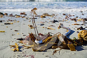 Algae taking root on a golf ball brought to shore, Carmel State Beach, Carmel-by-the-Sea, Monterey Peninsula, California