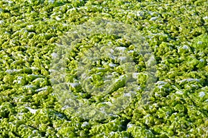 Algae texture background