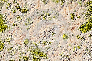 Algae texture on beach