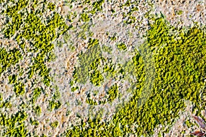 Algae texture on sand beach