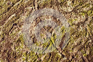 Algae texture on sand beach