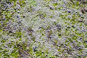 Algae texture on sand beach