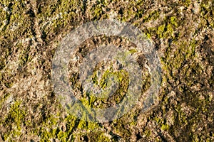 Algae texture on sand beach