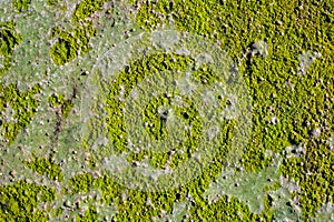 Algae texture on sandy beach