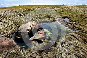 Algae in a Tide Pool on the Coastline