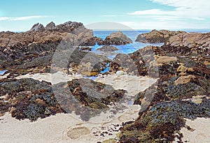 Algae and tide pools at Asilomar State beach