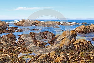 Algae and tide pools at Asilomar State beach photo