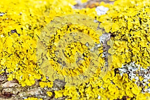 Algae on tree bark. Macro photo