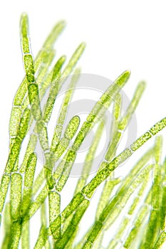 Algae under microscopic view photo