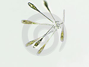 Algae under microscopic view