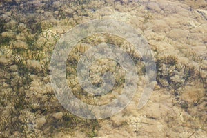 Algae underwater in shallow water, texture underwater world